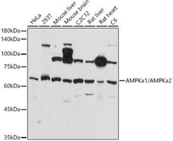 AMPK alpha 1/2 Antibody - Azide and BSA Free, Novus Biologicals 100 &mu;g | Buy Online | Novus Biologicals | Fisher Scientific